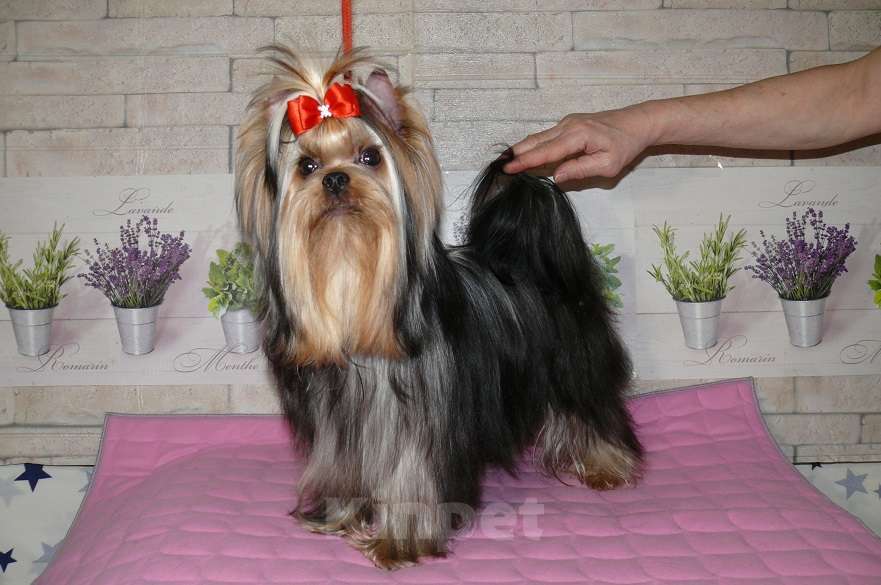 Собаки в Королеве: Мальчик 11 мес Мальчик, 25 000 руб. - фото 6