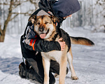 Собаки в Москве: Саффи Девочка, Бесплатно - фото 3