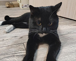 Кошки в Иркутске: КОТИК ИЩЕТ СЕБЕ ДОМ Мальчик, Бесплатно - фото 1