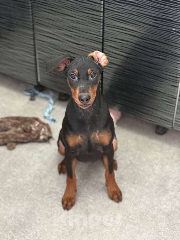 Собаки в других городах Ленинградской области: Немецкий пинчр Девочка, Бесплатно - фото 2