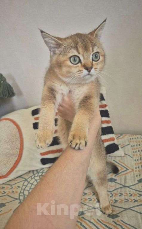 Кошки в Химках: Британская золотая шиншила ny25 4мес Девочка, 21 000 руб. - фото 3