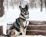 Собаки в Москве: Хэппи Мальчик, Бесплатно - фото 3