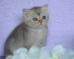 Кошки в Сарове: Малышок Мальчик, 25 000 руб. - фото 1