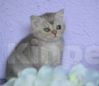Кошки в Сарове: Малышок Мальчик, 25 000 руб. - фото 1