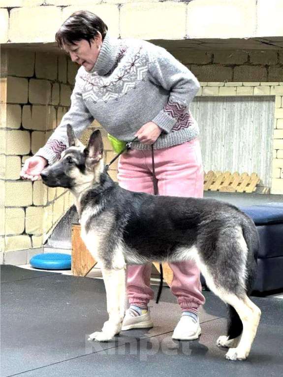 Собаки в Кемерово: Щенок ВЕО с хорошей  родословной Девочка, 30 000 руб. - фото 2