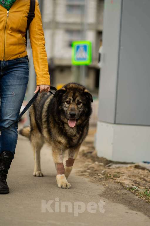 Собаки в Москве: Амур. Пес-здоровяк из приюта Мальчик, Бесплатно - фото 5