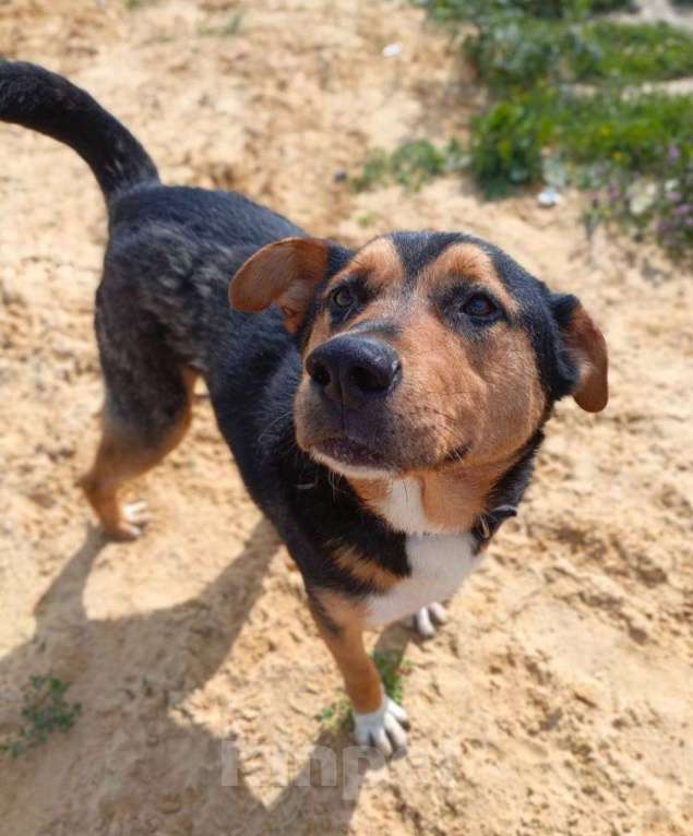 Собаки в Москве: Большая собака снаружи, маленький котеночек внутри Мальчик, Бесплатно - фото 4