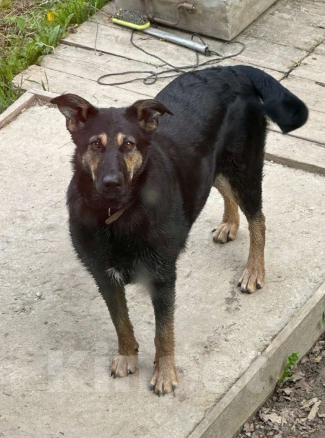 Собаки в Москве: Помогите найти! Девочка, 10 000 руб. - фото 1