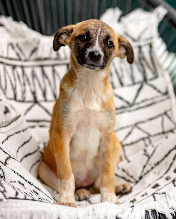 Кошки в Москве: Комочек ласки и нежности Лизи ищет дом. Девочка, Бесплатно - фото 8