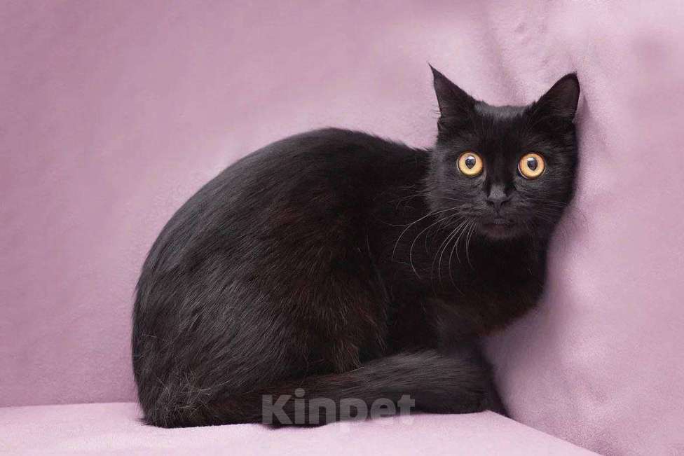 Кошки в Москве: Кошечка-глазастик ищет семью Девочка, Бесплатно - фото 5