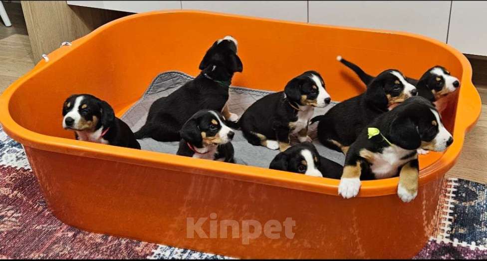 Собаки в Москве: Щенок Энтлебухер Зенненхунд  Мальчик, 60 000 руб. - фото 4