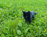 Кошки в Жуке: Котёнок в добрые руки Мальчик, Бесплатно - фото 3