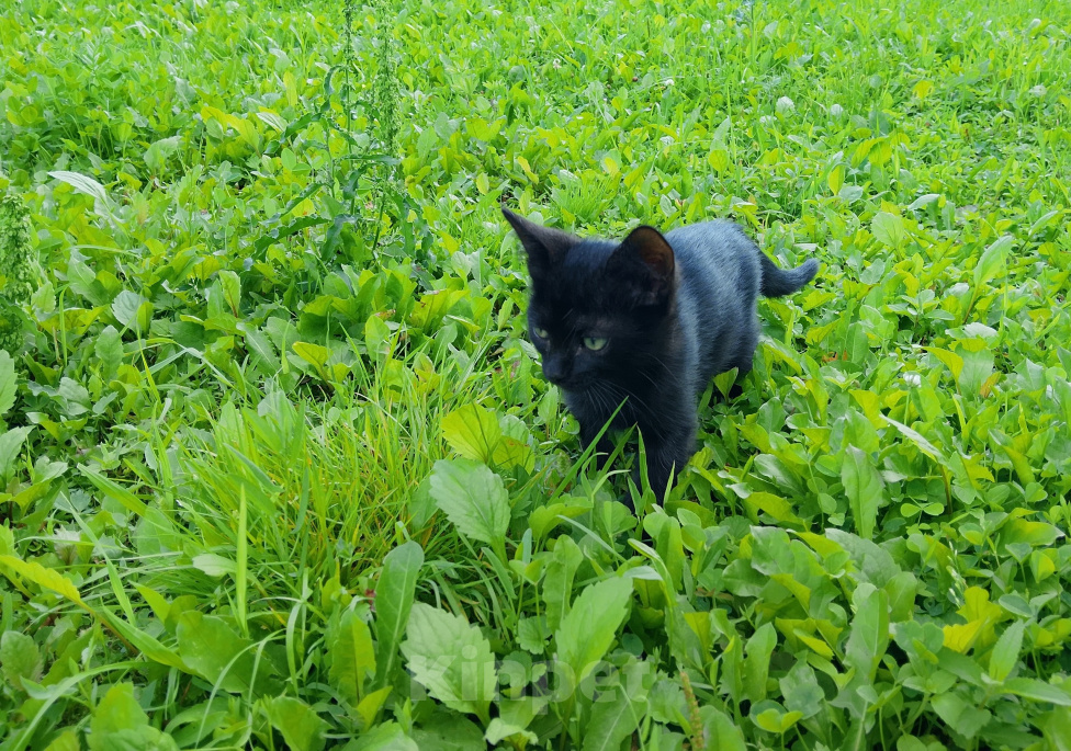 Кошки в Жуке: Котёнок в добрые руки Мальчик, Бесплатно - фото 3