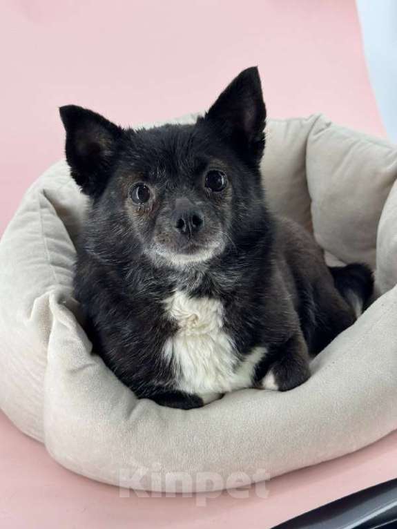 Собаки в Подольске: Чихуа, Взрослая собака Девочка, Бесплатно - фото 1