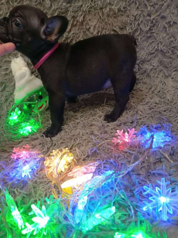 Собаки в Бронницах: Щенки французского бульдога Девочка, 20 000 руб. - фото 2