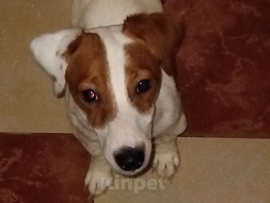 Собаки в Москве: Щенок джек рассел терьер Девочка, 50 000 руб. - фото 3