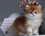 Кошки в Владивостоке: Мальчик британской породы Мальчик, 160 000 руб. - фото 3