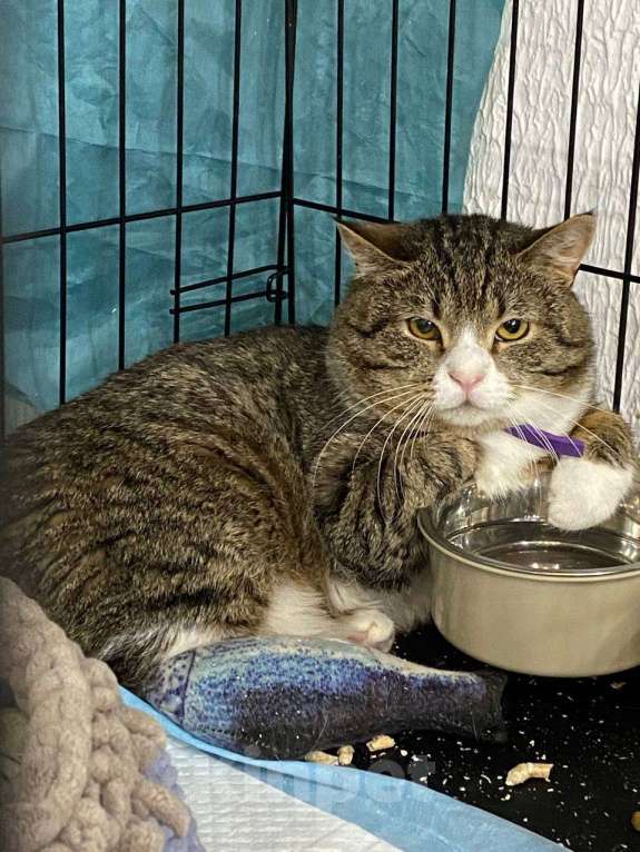 Кошки в Мурином: 🐾 Самсон ищет дом и любовь! 🏡❤️ Мальчик, Бесплатно - фото 1