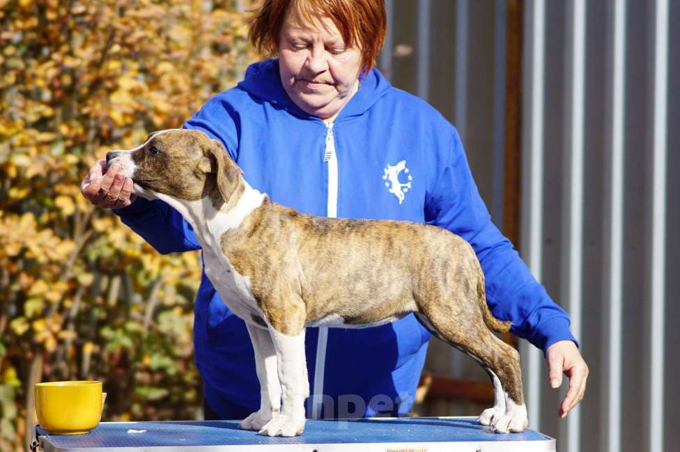 Собаки в Оренбурге: Щенки Амстаффа РКФ Девочка, 80 000 руб. - фото 2