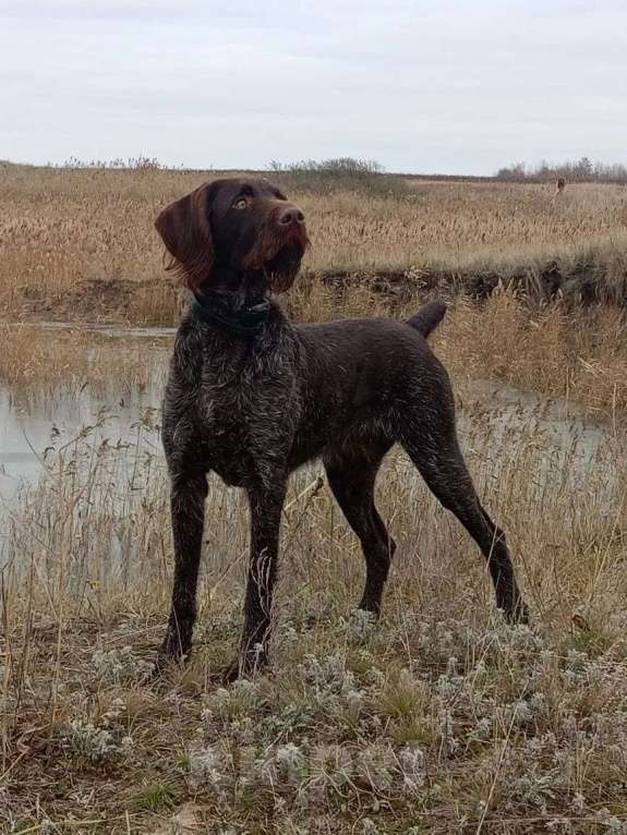 Собаки в других городах Алтайского края: Щенки дратхаара Девочка, 7 000 руб. - фото 2