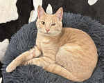 Кошки в Москве: Бося — рыжий котик в добрые руки. Мальчик, Бесплатно - фото 1