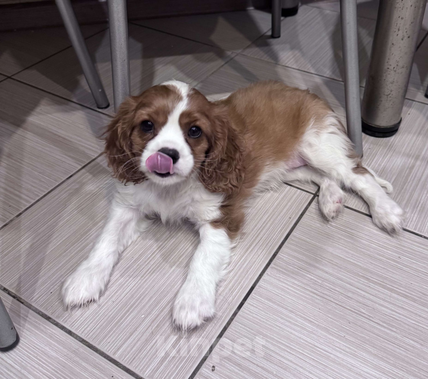 Собаки в Владимире: Щенки Кавалер Кинг Чарльз Спаниеля РКФ Мальчик, 75 000 руб. - фото 9