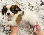Собаки в Оренбурге: Породный щенок папийона  Мальчик, 40 000 руб. - фото 2