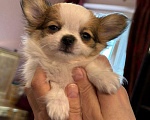 Собаки в других городах Московской области: Перспективный щенок чихуахуа Мальчик, 90 000 руб. - фото 8