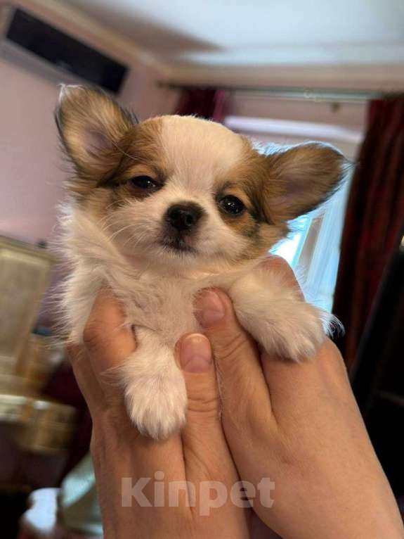 Собаки в других городах Московской области: Перспективный щенок чихуахуа Мальчик, 90 000 руб. - фото 8
