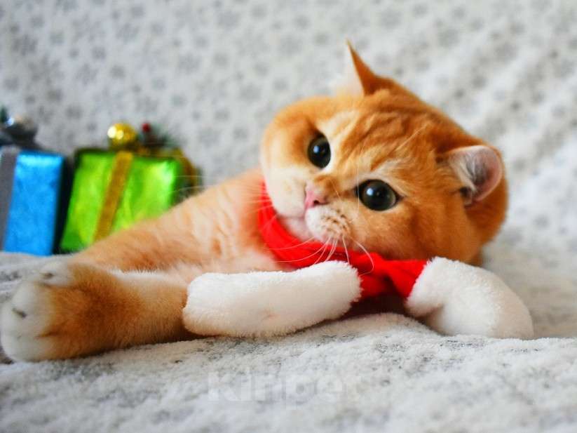 Кошки в Москве: Золотая шиншилла  Мальчик, 90 000 руб. - фото 4