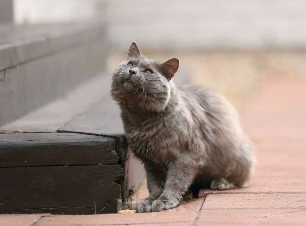 Кошки в Москве: Шикарный Дымок - метис нибелунга (1,5 г.) в дар Мальчик, Бесплатно - фото 6