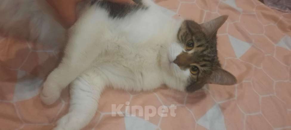 Кошки в Волгограде: Отдаю в добрые руки Мальчик, 1 руб. - фото 2