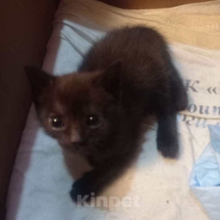 Кошки в Екатеринбурге: Котята Девочка, 100 руб. - фото 2