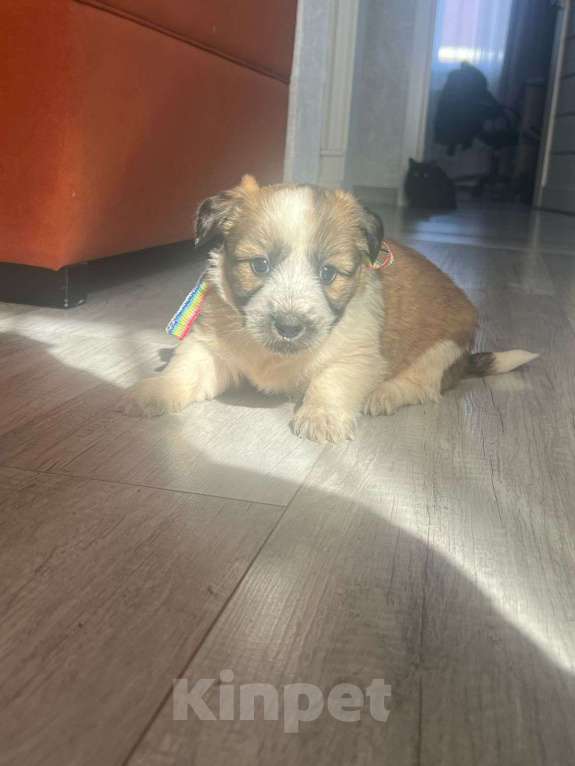 Собаки в других городах Башкортостана: Щеноки Девочка, Бесплатно - фото 5