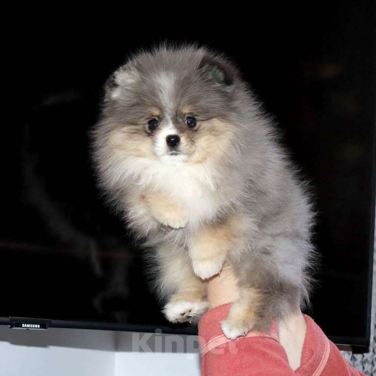 Собаки в Москве: Мраморная ФАНТАСТИЧЕСКАЯ девочка шпица Девочка, 120 000 руб. - фото 3