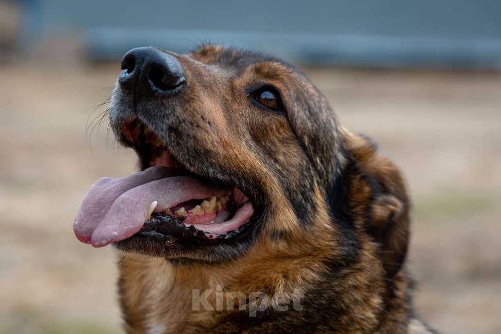 Собаки в Москве: Валик Мальчик, Бесплатно - фото 20