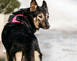 Собаки в Москве: Муза в поисках родственной души Девочка, Бесплатно - фото 4