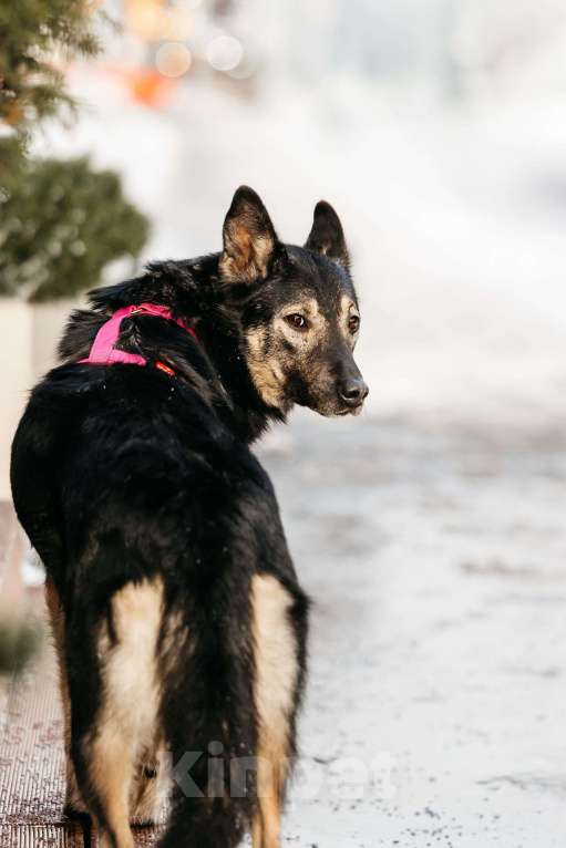 Собаки в Москве: Муза в поисках родственной души Девочка, Бесплатно - фото 4