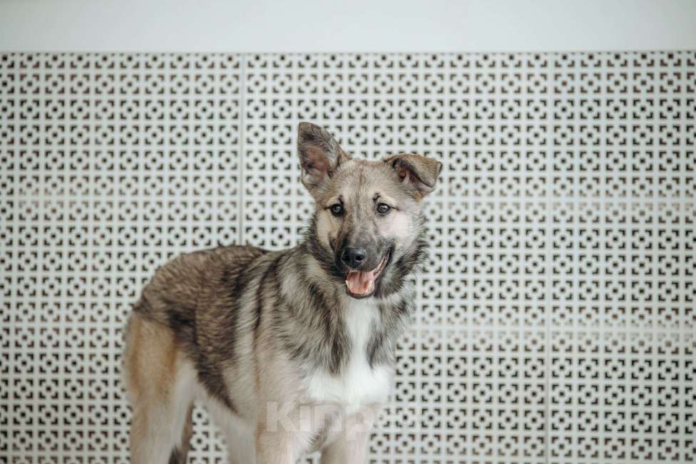 Собаки в Москве: Щенок бесплатно в Москве Девочка, Бесплатно - фото 10