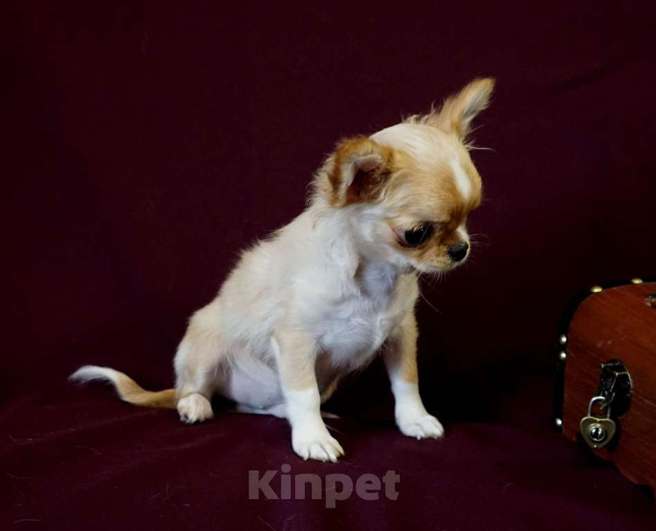 Собаки в Санкт-Петербурге: Мини Нельсон Мальчик, 60 000 руб. - фото 4