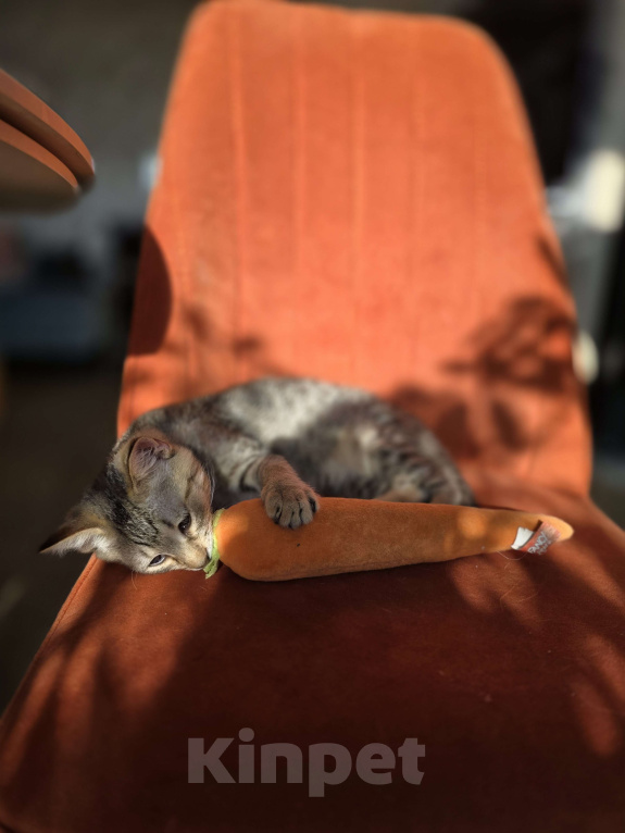 Кошки в Москве: Котенок Тимоша Мальчик, Бесплатно - фото 6