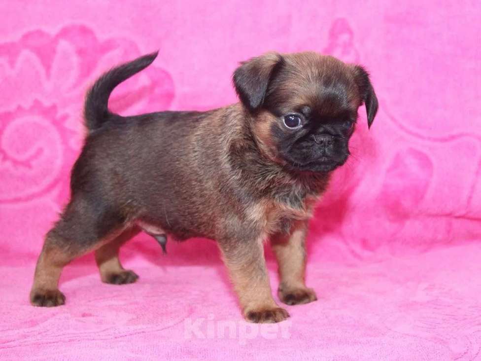 Собаки в Санкт-Петербурге: Маленький,упряменький Мальчик, 80 000 руб. - фото 3