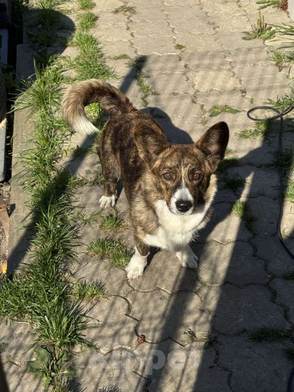 Собаки в Нижнем Новгороде: Пропала собака Девочка, Бесплатно - фото 3