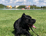 Собаки в Краснодаре: Шикарные щеночки редкого окраса Кане Корсо, 25 000 руб. - фото 8