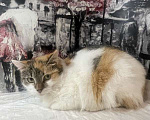 Кошки в Москве: Трехцветный котенок Бетти в добрые руки Девочка, 1 руб. - фото 3