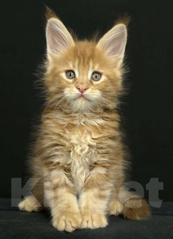 Кошки в Екатеринбурге: Красные мраморные мальчики Мальчик, 50 000 руб. - фото 3