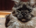Кошки в Санкт-Петербурге: Мальчик полидакт черный дым Мальчик, 80 000 руб. - фото 1
