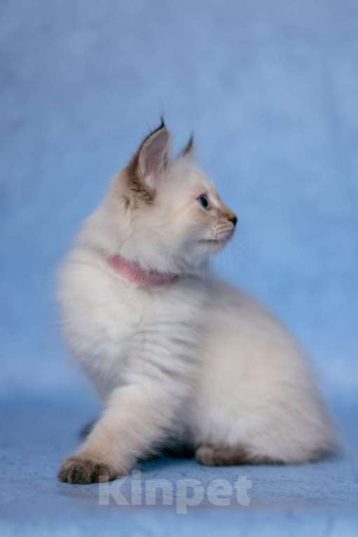 Кошки в Ступино: Продается котенок Невская маскарадная  Девочка, Бесплатно - фото 5