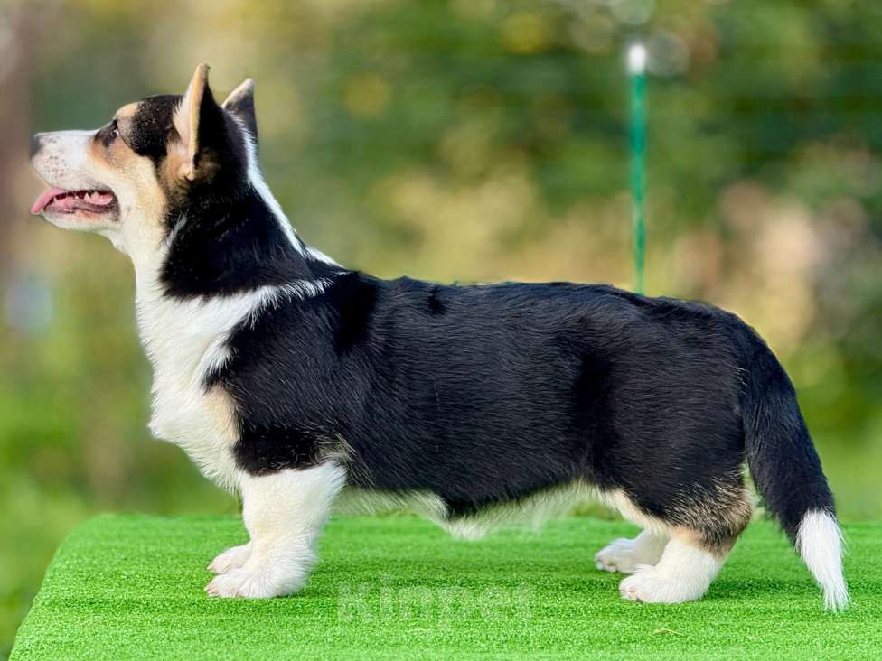 Собаки в Москве: Щенок Вельш корги пемброк  Девочка, 80 000 руб. - фото 4