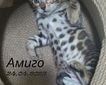 Кошки в Чехове: Чистокровный бенгальский котик Мальчик, 37 000 руб. - фото 3